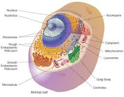 Biology